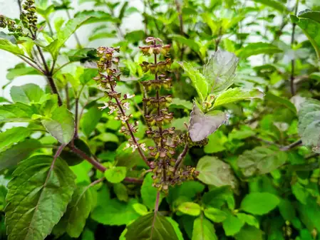 एंटीऑक्सीडेंट