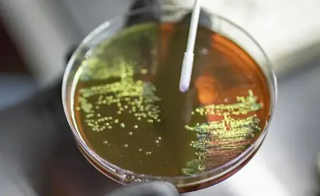 गर्भावस्था