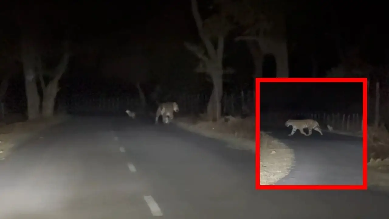 टाइगर-सियार की अनोखी यारी: सड़क पर साथ मस्ती, वीडियो वायरल