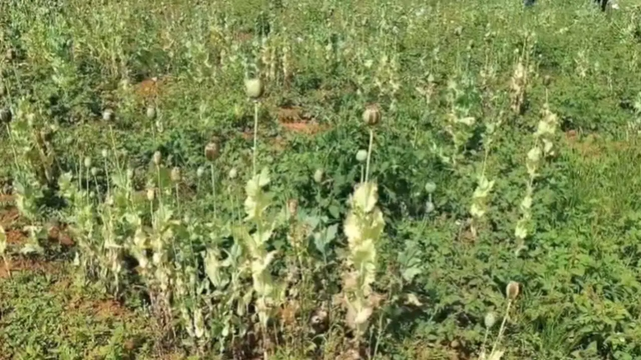 छत्तीसगढ़ में अफीम की अवैध खेती: बीजेपी नेता से झारखंड कनेक्शन तक