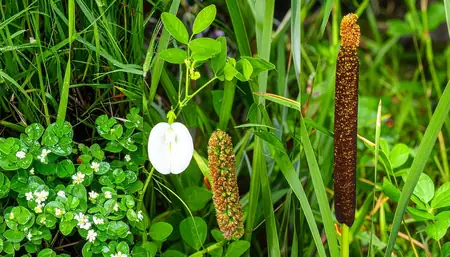 आयुर्वेद