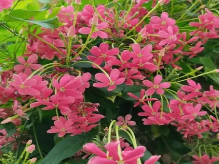 मधुमालती: