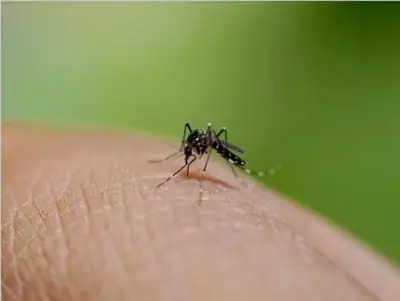 dengue