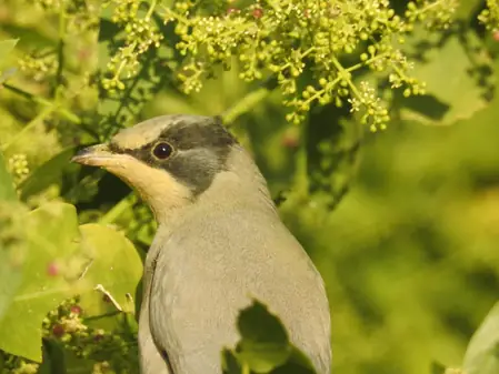 छारी-ढंढ