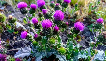 गोरखमुंडी