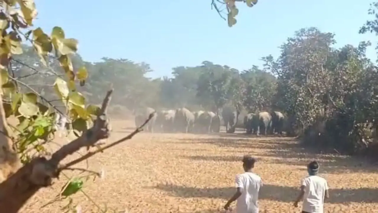 हजारीबाग में हाथियों का कहर: दो गांवों में 7 लोगों की मौत, एक परिवार के 4 सदस्य शामिल